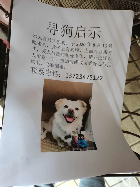 连云港寻找京巴小白