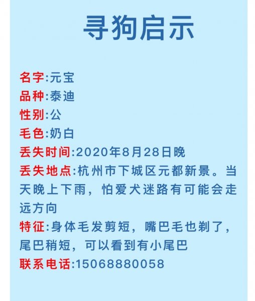 杭州寻狗启事：泰迪小白走失