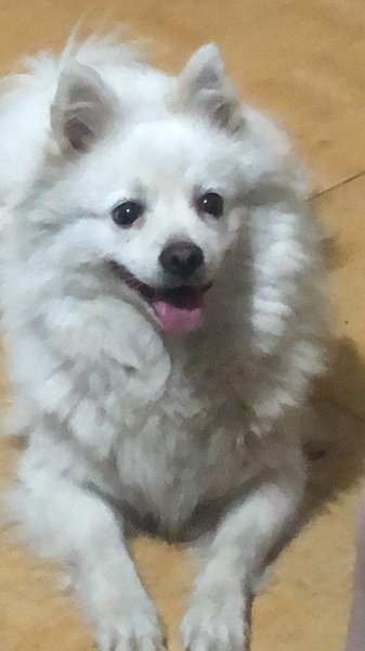 【寻狗启事】白色银狐雪花在铁西肇工街北二路走失