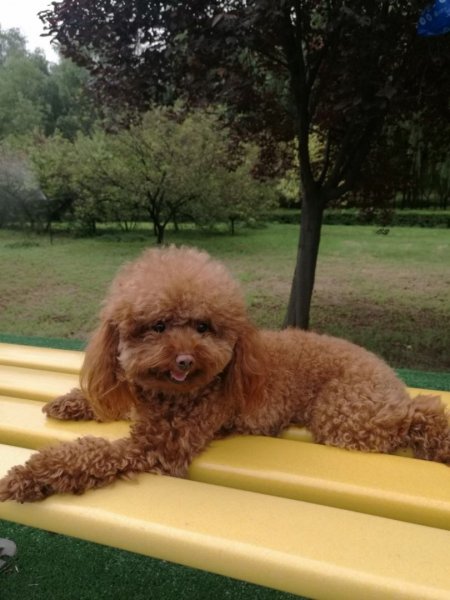 宝鸡金台区寻找丢失泰迪犬旺财