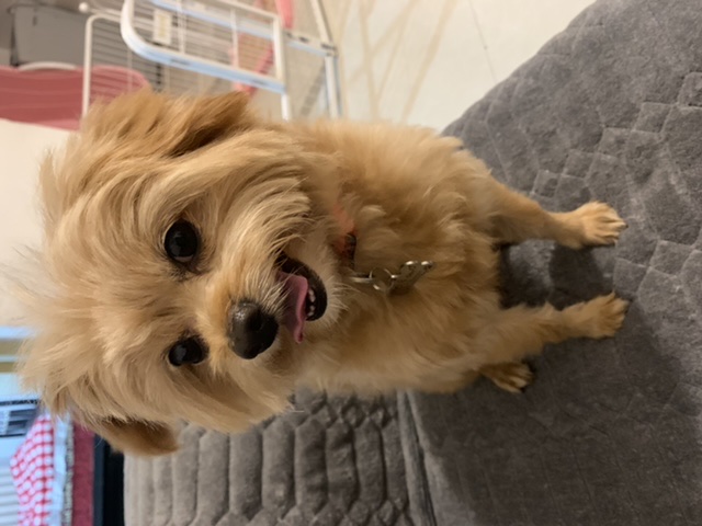 西安寻狗启事：爱犬多多走失