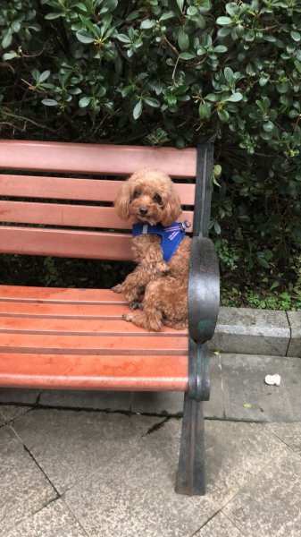 深圳寻狗启事：贵宾泰迪犬宝儿走失，寻爱心帮助