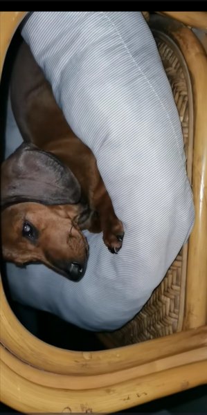 成都金牛区失踪腊腊犬小黄寻狗启事