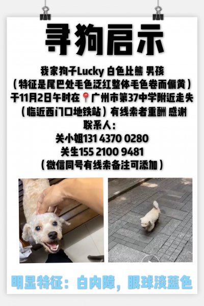 广州走失比熊 Lucky 寻狗启事