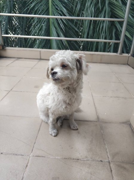 杭州寻狗启事：寻找贵宾犬小贵