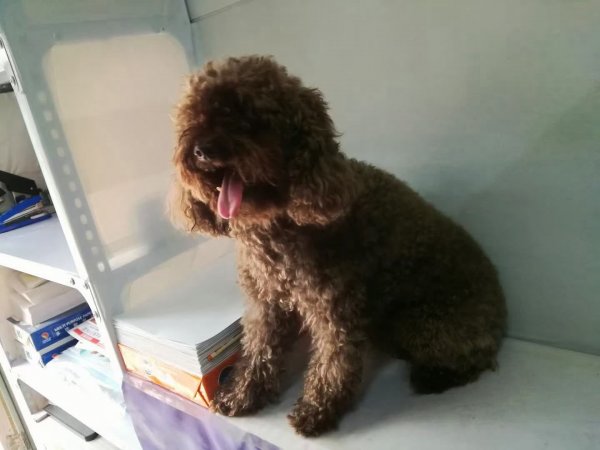 大连泰迪犬寻狗启事