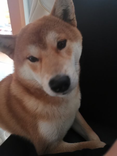 南京柴犬小黄走失启事