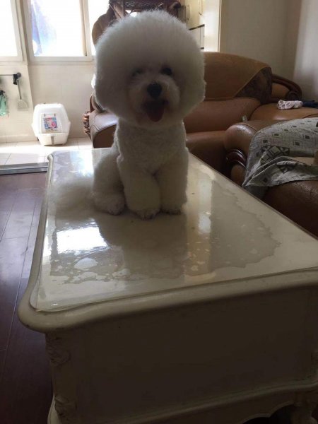 南京秦淮区寻爱犬豆豆寻狗启事