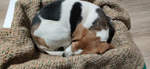 蚌埠失踪比格犬“旺财”急寻主人