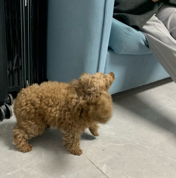 昆明金恒财富广场捡到体型较小的小泰迪