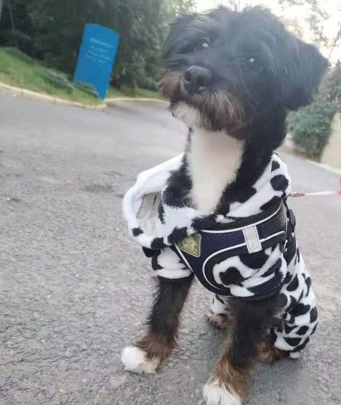 寻小黑启事
