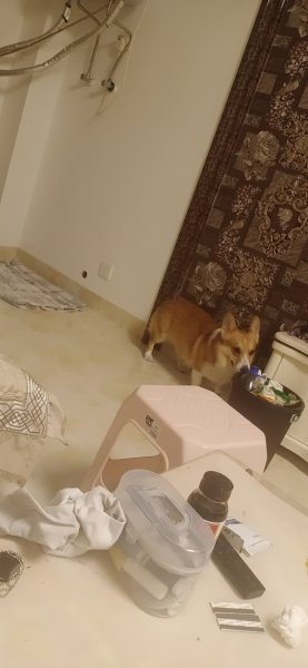 柯基小白走失寻找启事