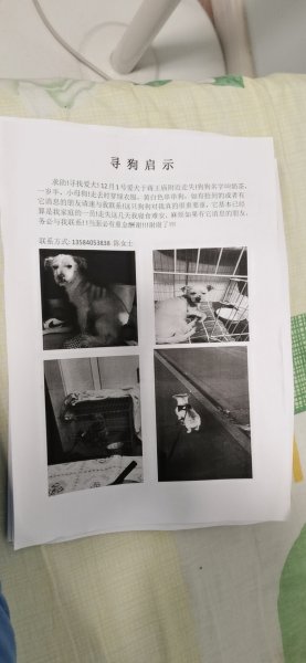 南京蒋王庙有偿寻狗启事