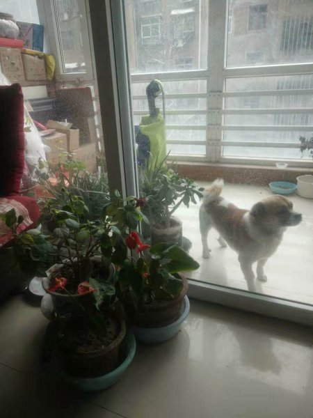 洛阳市西工区寻找丢失的田园狗狗