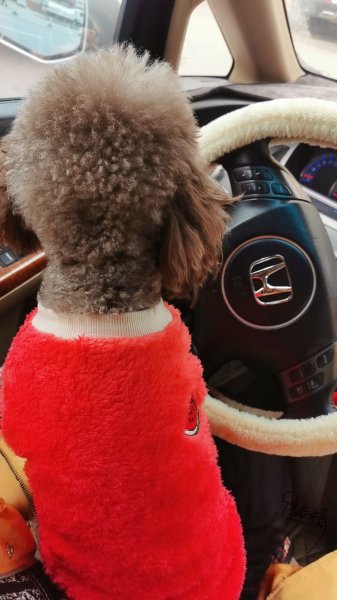 河北邢台沙河服务区丢失的棕色泰迪犬小白 求助寻找