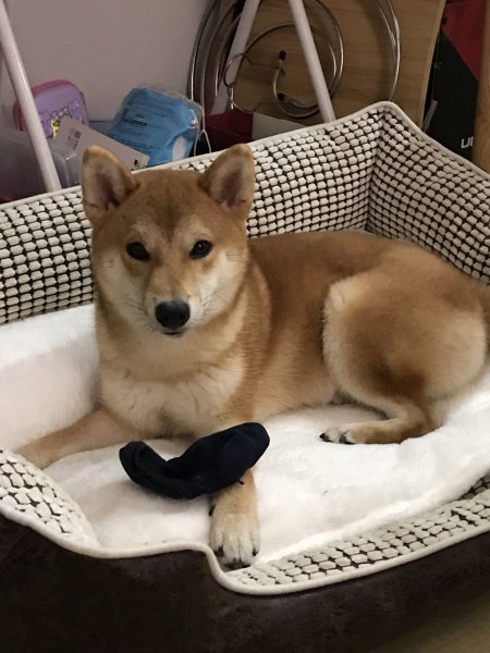 上海普陀区寻狗启事：8个月大柴犬Taco走丢了，求转发