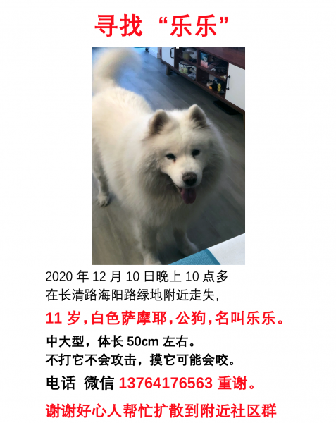 上海浦东长清路海阳路走失白色萨摩耶乐乐寻狗启事