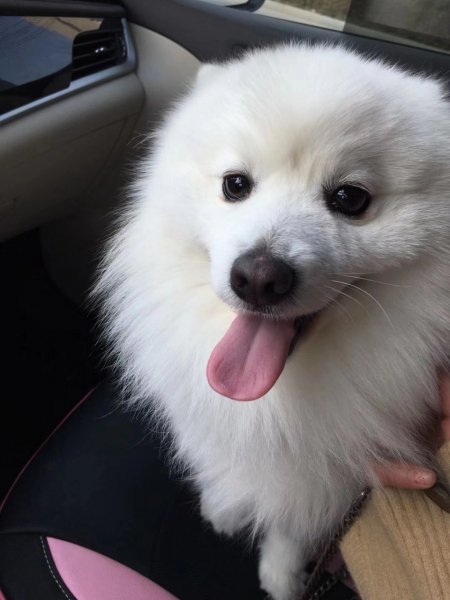 阜阳临泉区丢失银狐犬寻狗启事