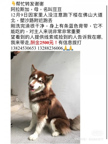 佛山寻找棕色阿拉斯加豆豆，酬金2500元