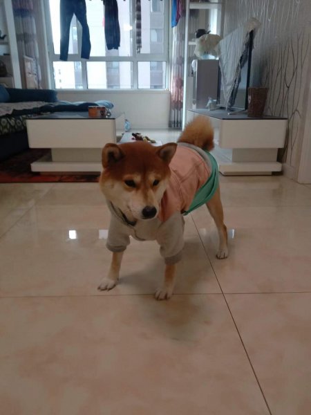 寻找爱犬秋秋：唐山：柴犬走失启事