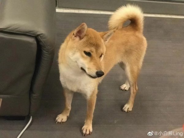 东莞常平柴犬丢失，重金酬谢！