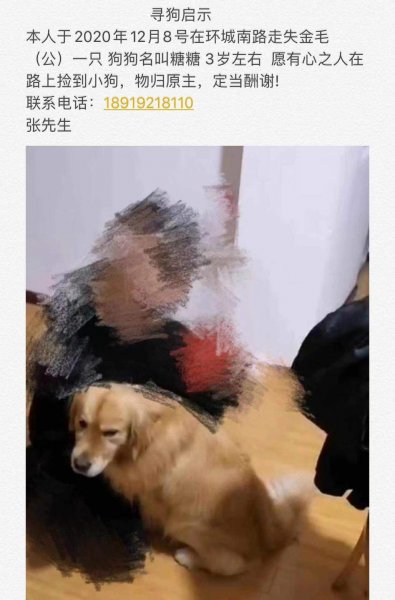 寻找笨笨，金毛寻狗启事