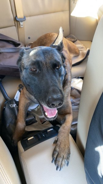 北京密云区京承高速段捡到一只正在哺乳期的马犬