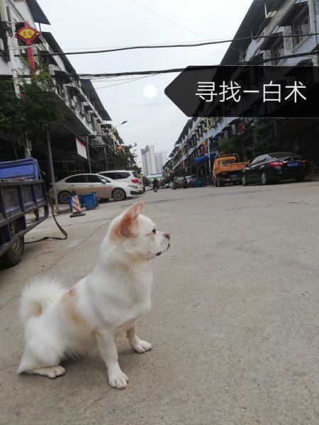 武汉寻宠—白术小白走失求助