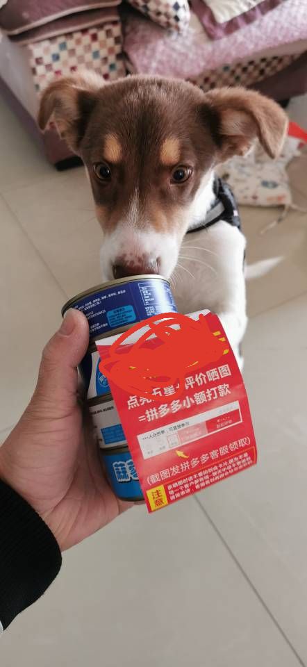 聊城寻边牧小白启事