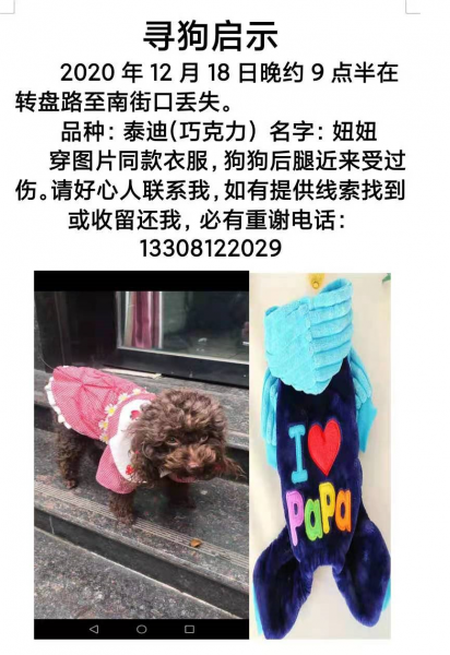 寻找寄养多年的泰迪