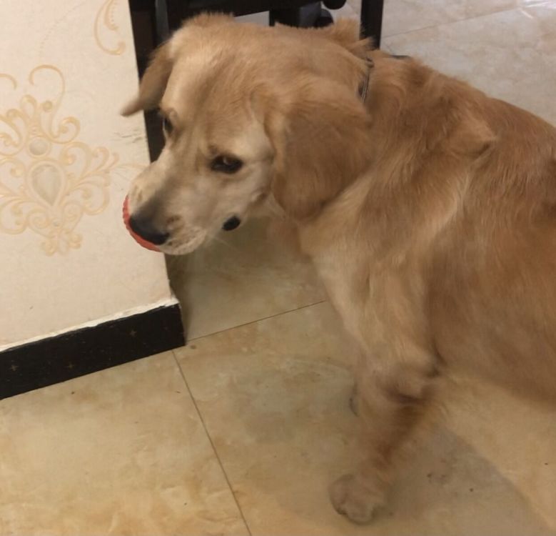 贵阳花溪区金毛犬寻找启事