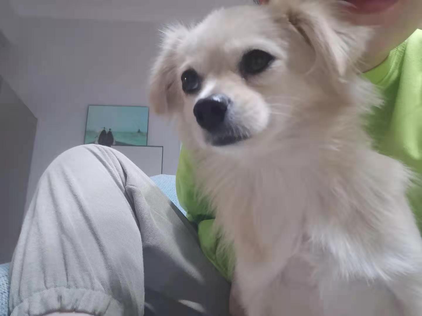 成都寻我家小女爱犬博美小女失踪