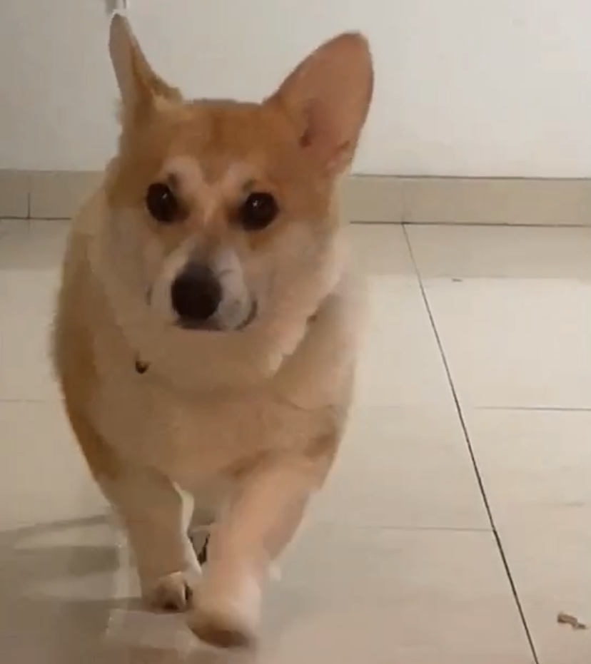 长春寻狗启事：寻找走失的边牧小黑