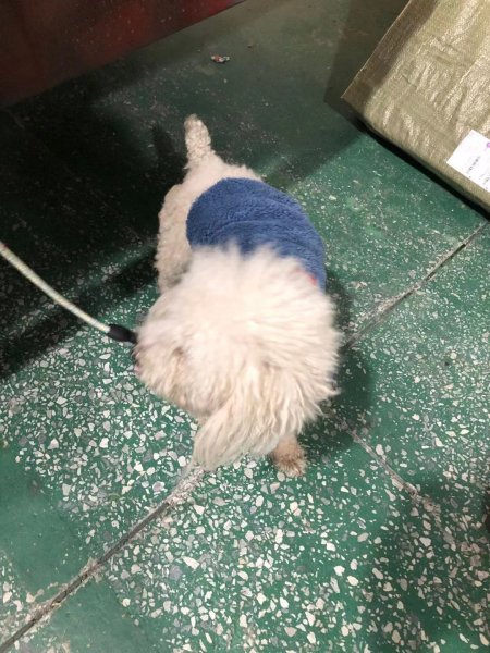 广州白云区比熊小狗走失 寻狗主人