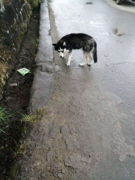 广州哈士奇幼犬寻狗主人信息发布