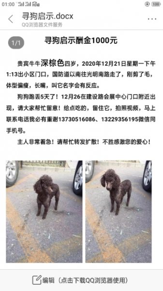 唐山寻贵宾犬牛牛，赏金1000元