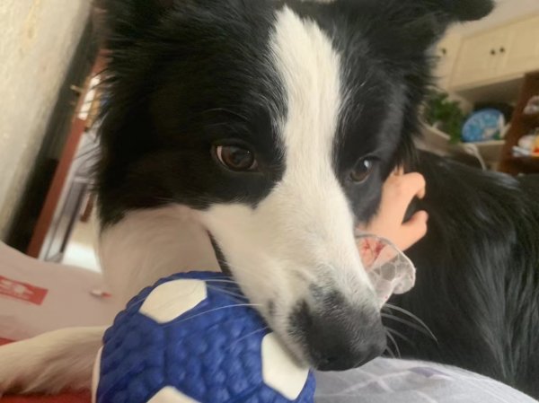 包头昆区龙昱华府寻狗启事：寻找边境牧羊犬闪电
