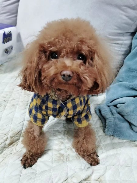 合肥瑶海区泰迪狗宝走失寻找启事