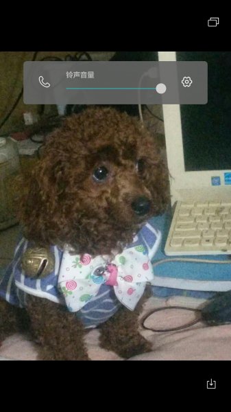 佛山顺德区北滘镇广厦花园门口走失 贵宾犬寻狗启事
