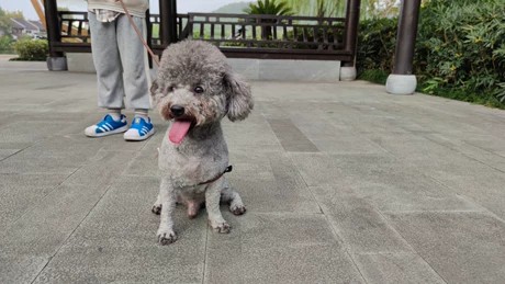 杭州寻找贵宾小白丢失启事