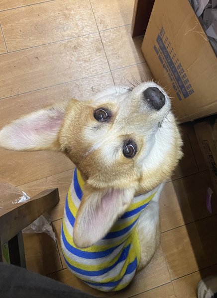 寻找失踪的柯基犬兜兜