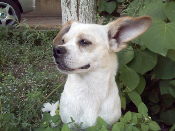 寻找小白，白色田园犬，希望早日找到