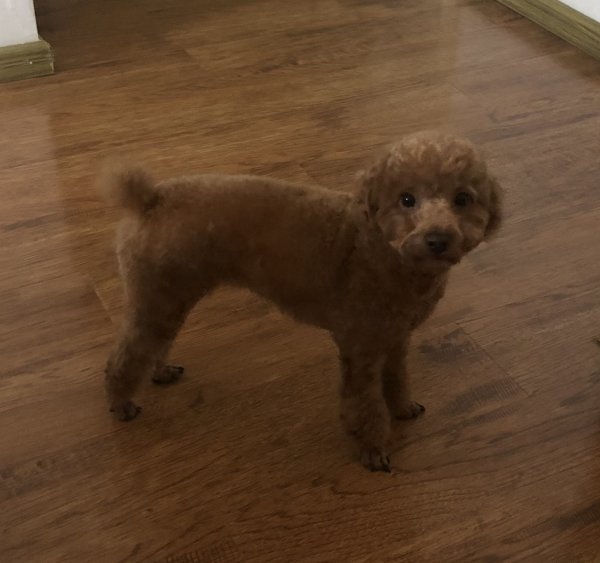 南昌寻泰迪犬朵朵寻狗启示