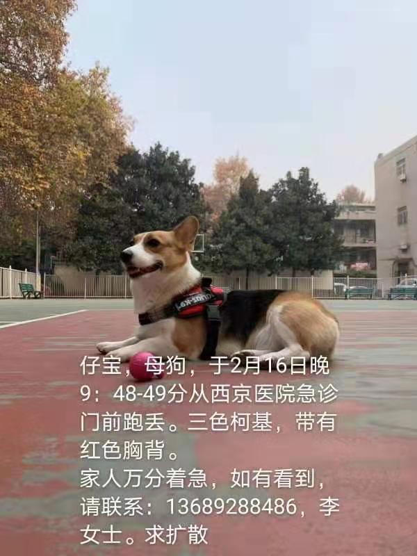 寻狗启示：西京医院急诊广场走失柯基母狗寻回启事