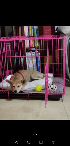 山东菏泽寻找田园犬小白