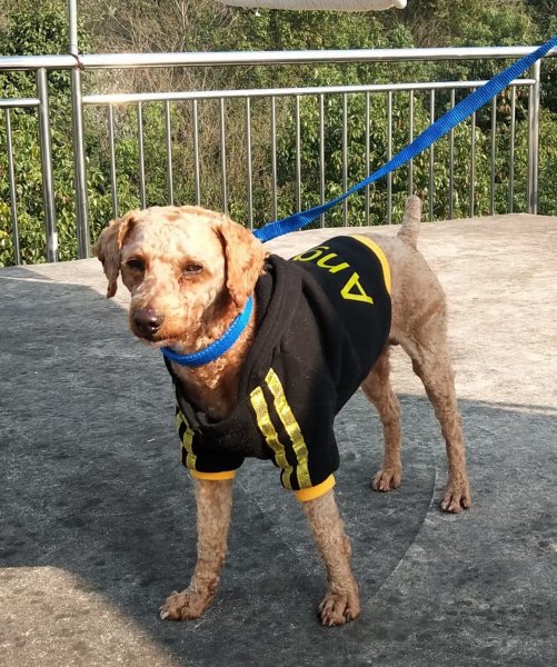 寻找走失泰迪犬的主人