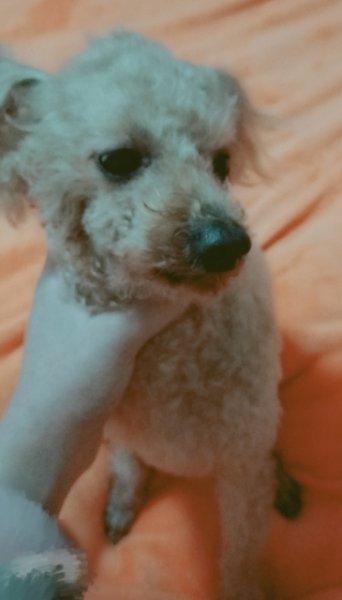佛山寻找爱犬小白