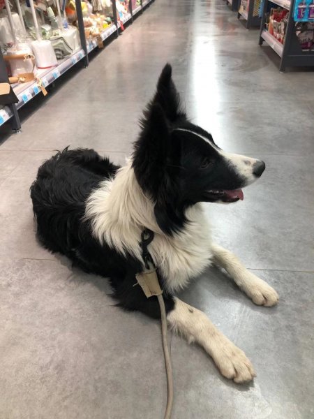 乌鲁木齐寻狗启事：哈族人牧羊犬旺财走失寻找