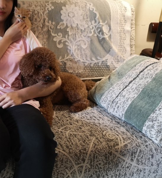 昆明崇仁街走失泰迪狗狗寻回启事