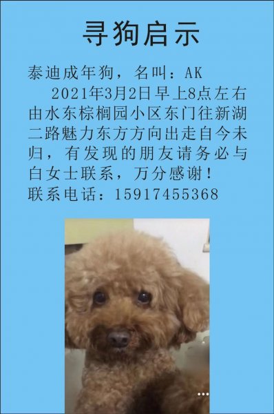 廊坊寻贵宾犬小白启示